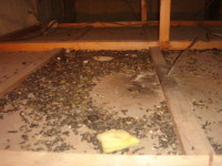 天井裏などの糞尿は不衛生で思わぬ健康被害が生じる事もあります。
